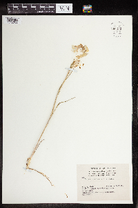 Image of Calochortus gunnisonii