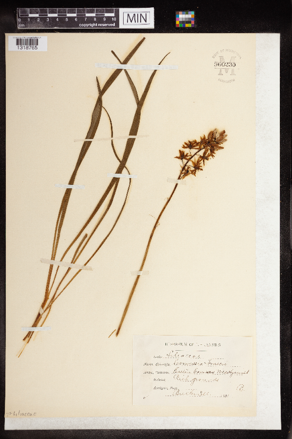 Camassia fraseri image