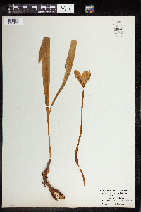 Image of Colchicum autumnale