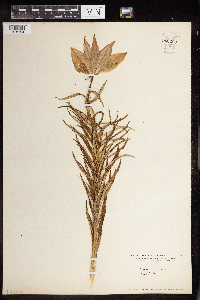Image of Lilium croceum