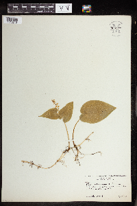 Image of Maianthemum bifolium
