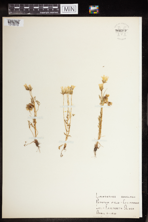 Limnanthes douglasii image