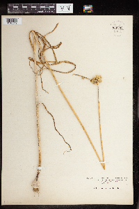 Image of Allium vineale