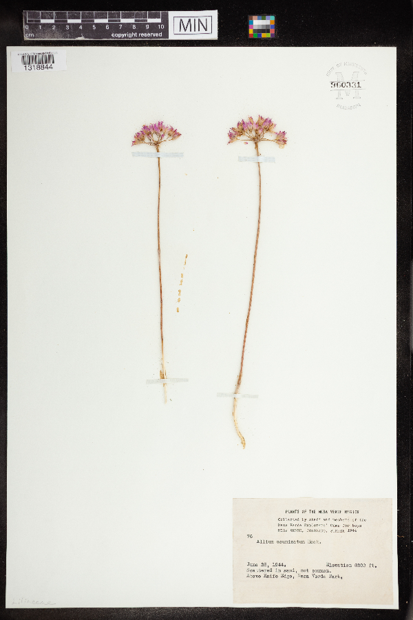 Allium acuminatum image