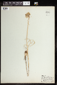 Image of Allium flavum