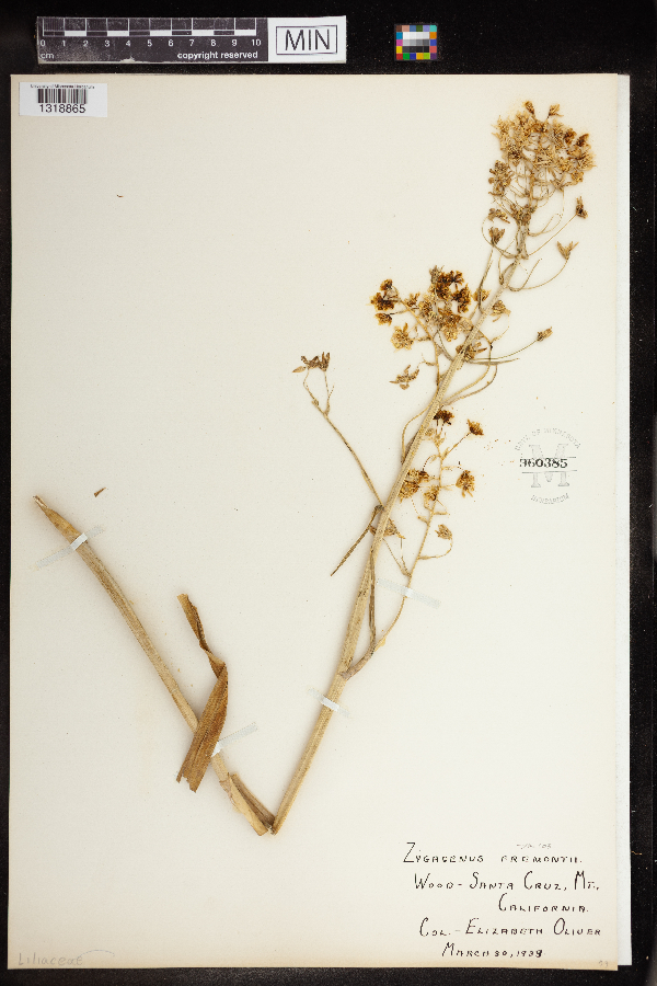 Zigadenus fremontii image