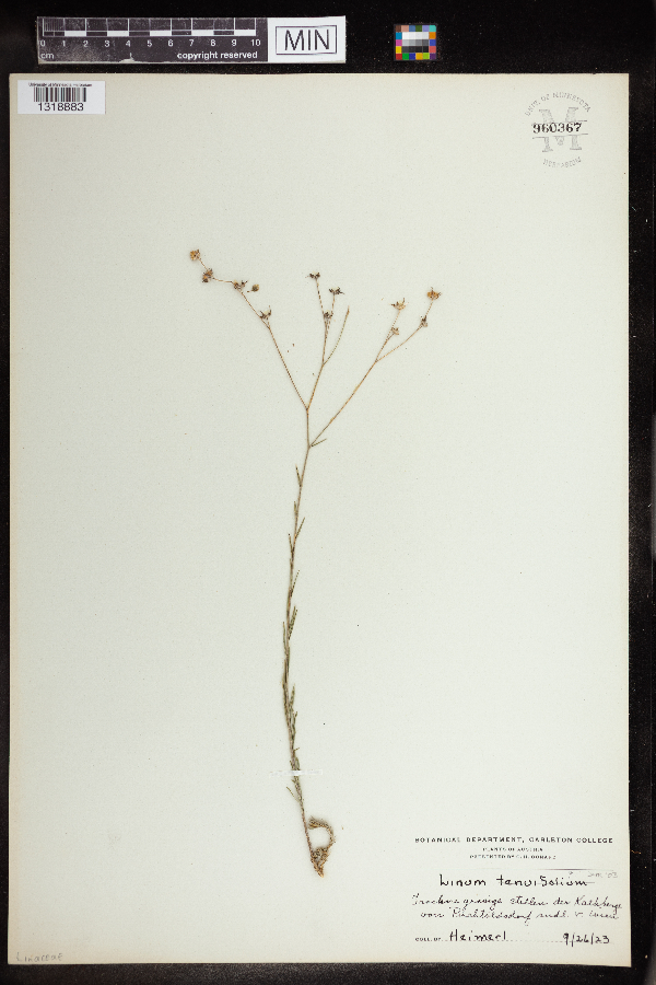 Linum tenuifolium image