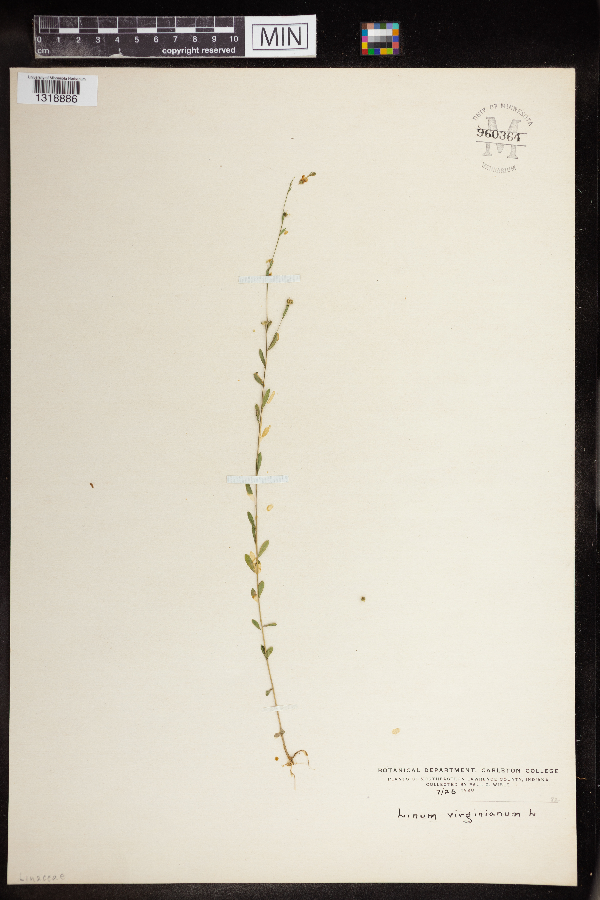 Linum virginianum image