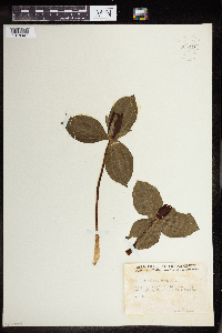 Image of Trillium sessile