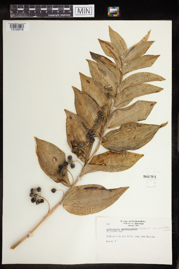 Polygonatum biflorum var. commutatum image
