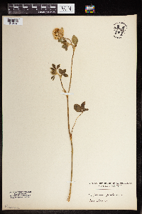 Trifolium pratense image