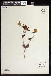 Trifolium pratense image