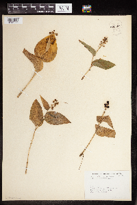 Image of Maianthemum trifolium