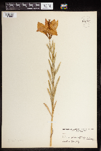 Image of Lilium philadelphicum