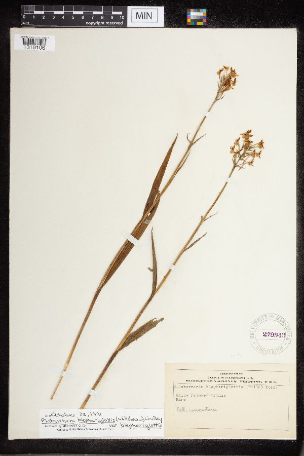 Platanthera blephariglottis image