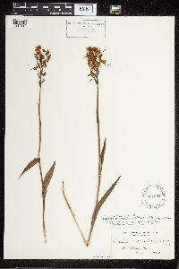 Platanthera blephariglottis var. blephariglottis image