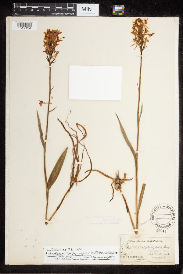 Platanthera blephariglottis var. blephariglottis image