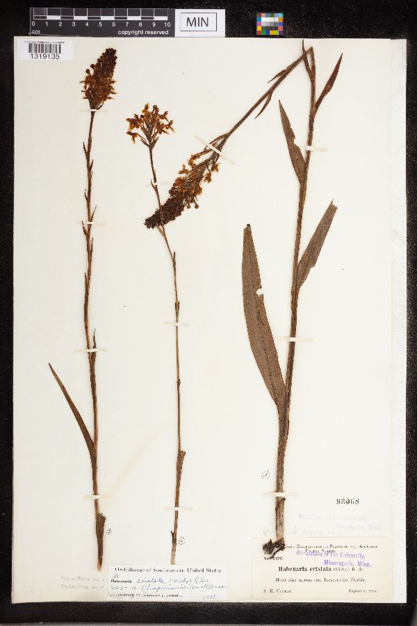 Platanthera image