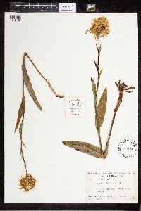 Platanthera ciliaris image