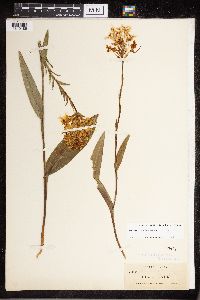 Platanthera ciliaris image