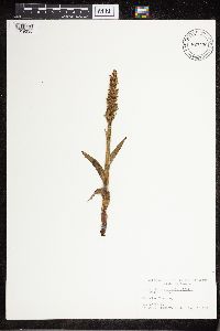 Image of Platanthera convallariifolia