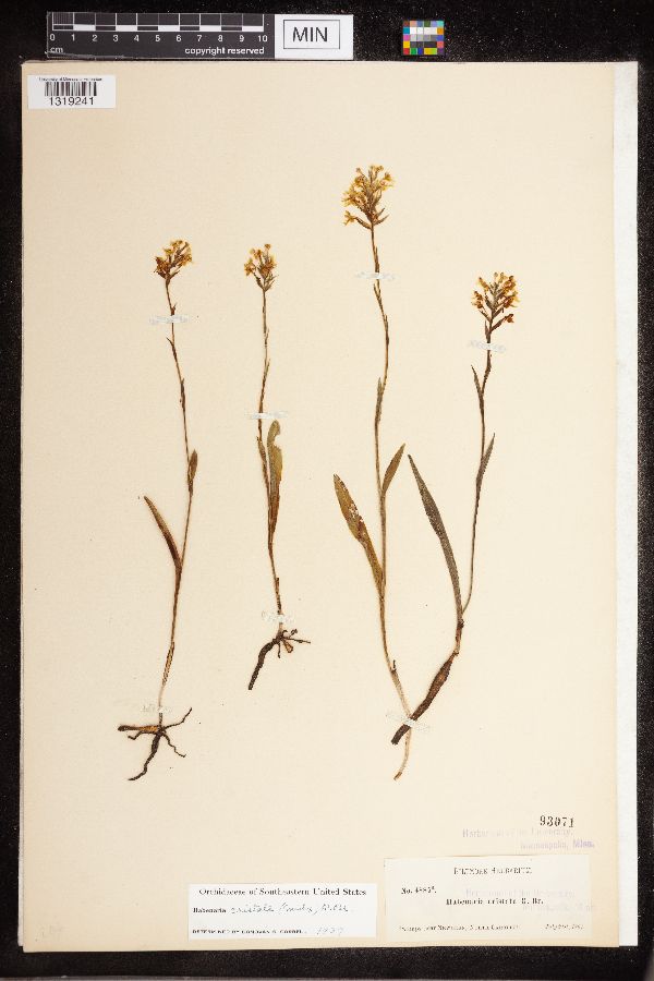 Platanthera cristata image