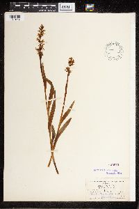 Platanthera dilatata image