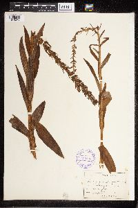 Platanthera dilatata image