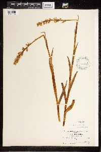 Platanthera dilatata image