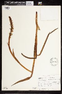 Platanthera dilatata image