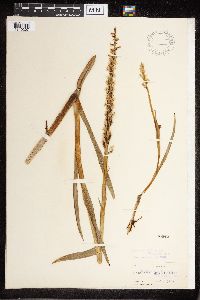 Platanthera dilatata image