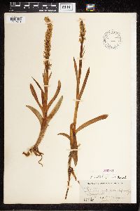 Platanthera dilatata image