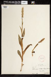 Platanthera dilatata image