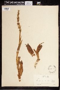 Platanthera dilatata image