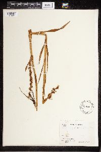 Platanthera dilatata image