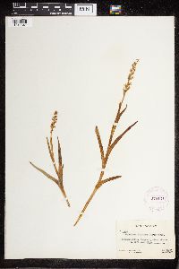 Platanthera dilatata image