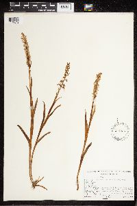 Platanthera dilatata image