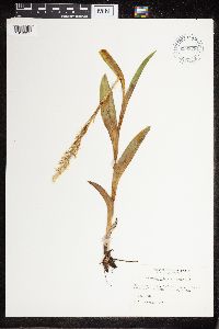 Platanthera dilatata image