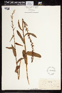 Platanthera dilatata var. dilatata image