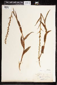 Platanthera dilatata image