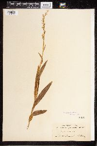 Platanthera dilatata var. dilatata image