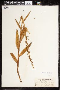 Platanthera dilatata image