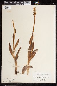 Platanthera dilatata image