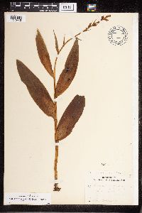 Image of Platanthera flava