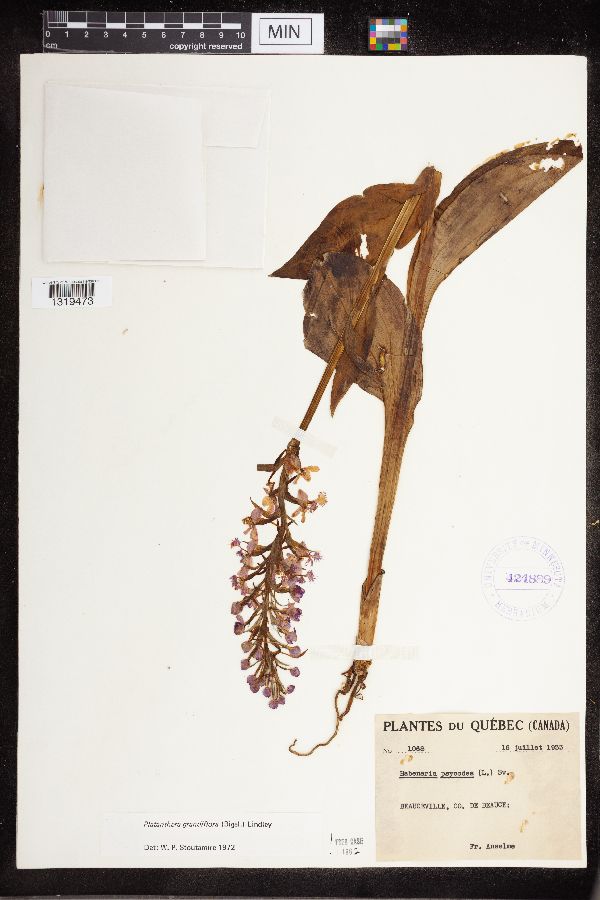 Platanthera grandiflora image