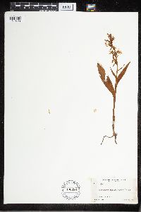 Platanthera lacera image