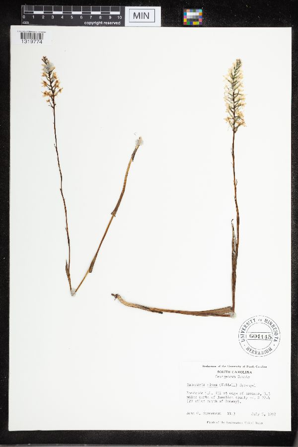 Platanthera nivea image