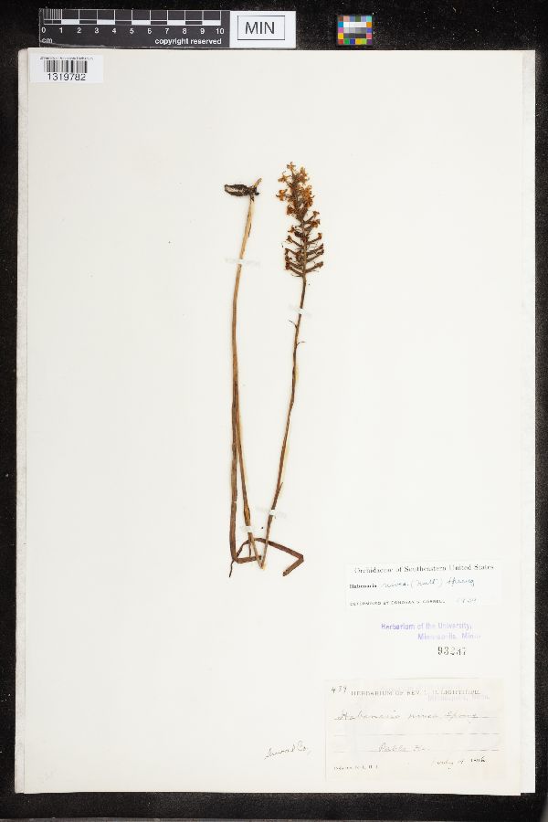 Platanthera nivea image