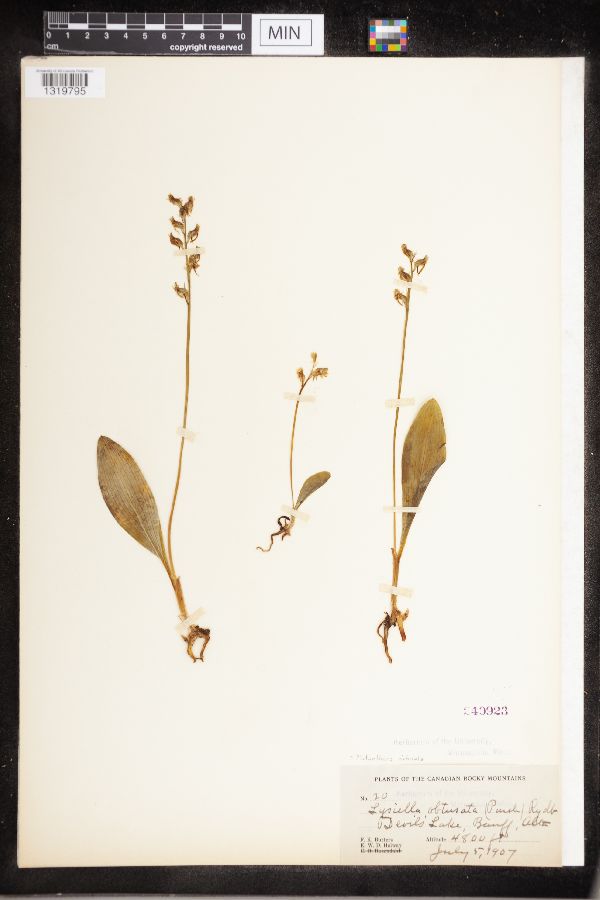 Platanthera obtusata image