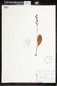 Platanthera obtusata image